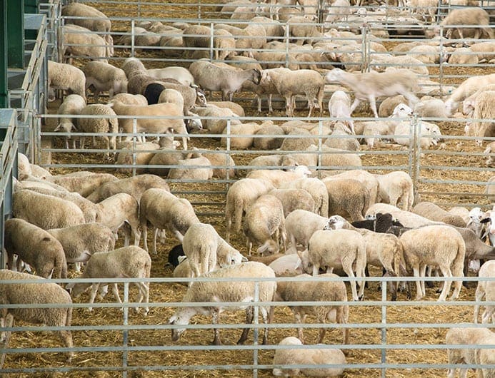 lamb spanish